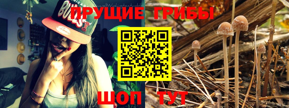 Галлюциногенные грибы MAGIC MUSHROOMS Кольчугино